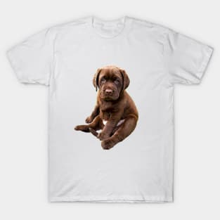 Chocolate Labrador Retriever Puppy Dog T-Shirt